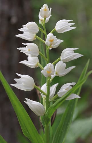 Narrow-leaved Helleborine
