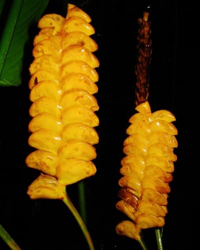 Rattlesnake Plant Inflorescence