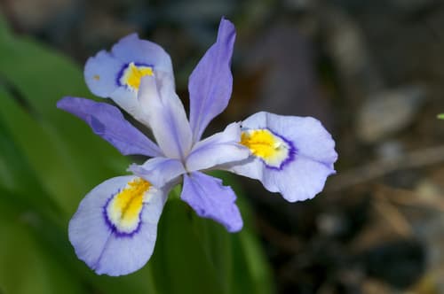 Dwarf Crested Iris