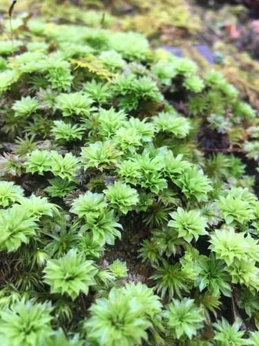 Ontario rhodobryum moss