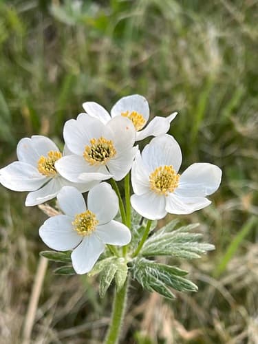 One-flowered Anemone Bonsai