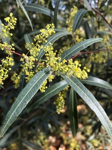 African Sumac Bonsai