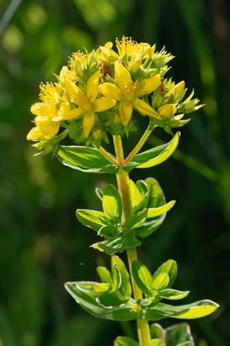 Square Stemmed Saint John's Wort Bonsai