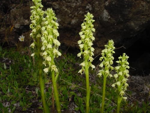 Small-white Orchid