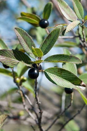Coyotillo Bonsai (Potential)