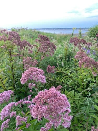 Coastal Plain Joe-Pye Weed