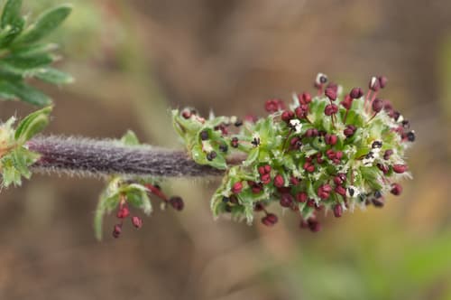 Argentinian biddy biddy