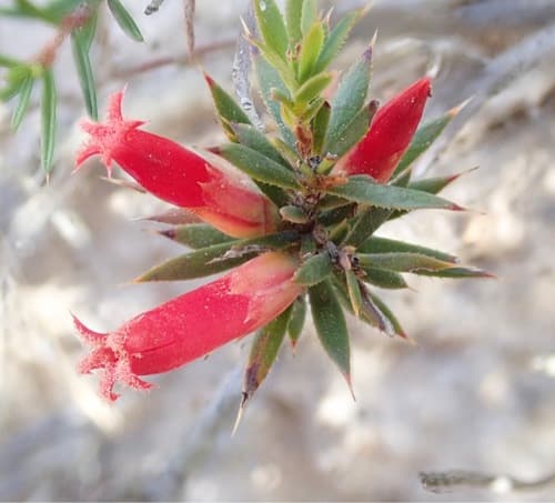 Cranberry Heath Bonsai