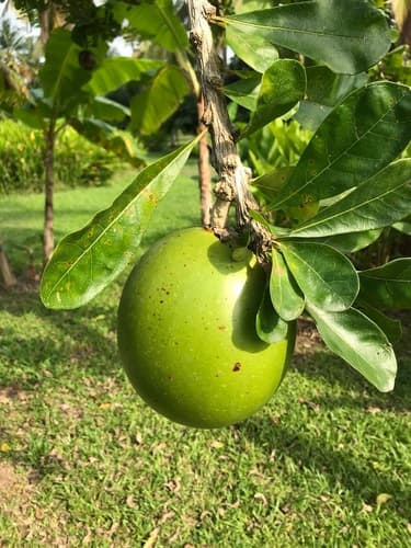 Calabash Tree Bonsai