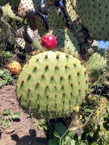 Chaparral Pricklypear