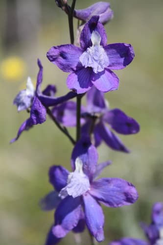 San Bernardino Larkspur