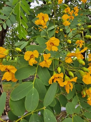 Pride of Bolivia Bonsai