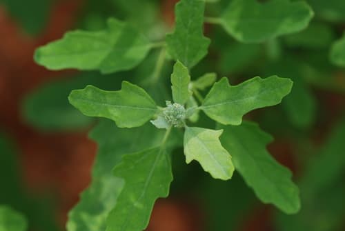 Fig-leaved Goosefoot Bonsai