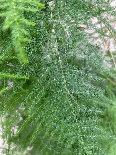 Common Asparagus Fern