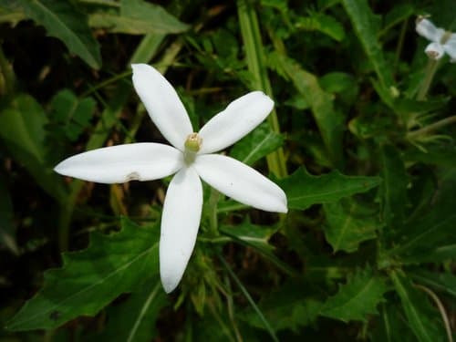 Star of Bethlehem Flower