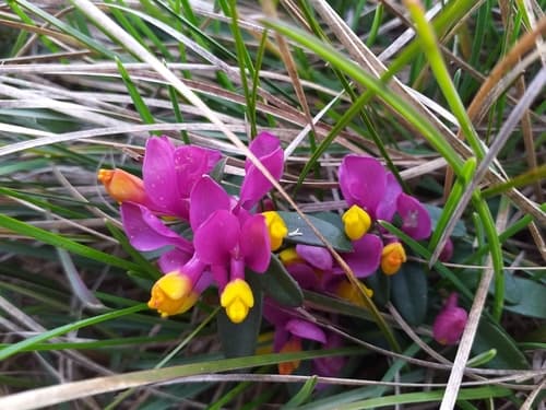 Shrubby Milkwort Bonsai