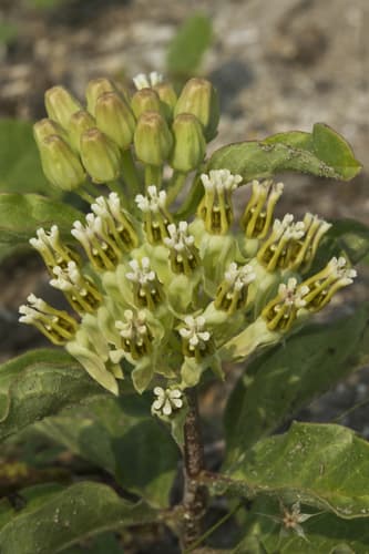 Zizotes milkweed