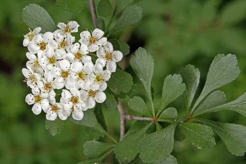 Littlehip hawthorn