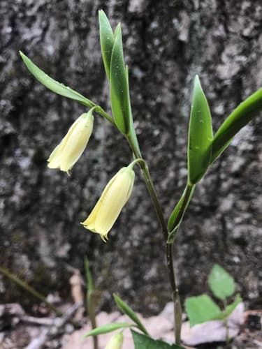 Appalachian bellwort