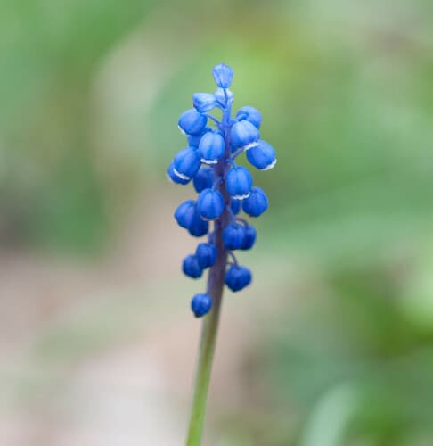 Common Grape Hyacinth