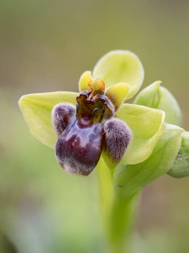 Bumble Bee Orchid