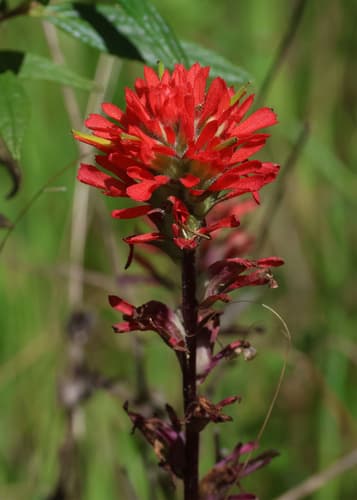 Coast Paintbrush