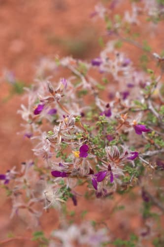 Feather Dalea