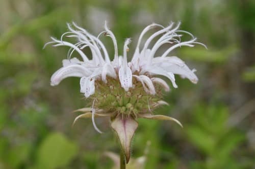 Eastern Beebalm