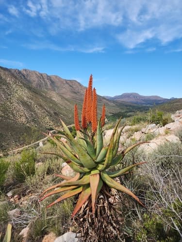 Cape Aloe