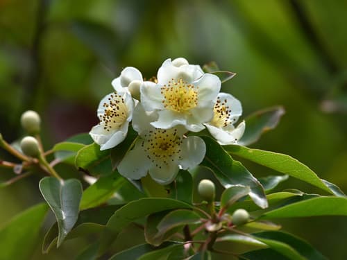 Chinese Gugertree Bonsai