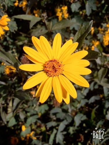 Viguiera pazensis Flower