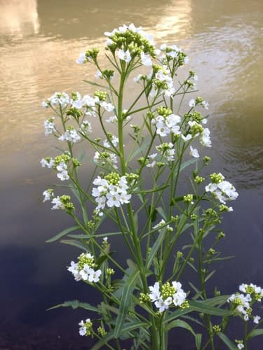 Horseradish Plant
