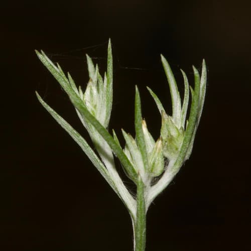 Narrowleaf Cottonrose