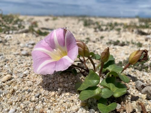 Sea Bindweed