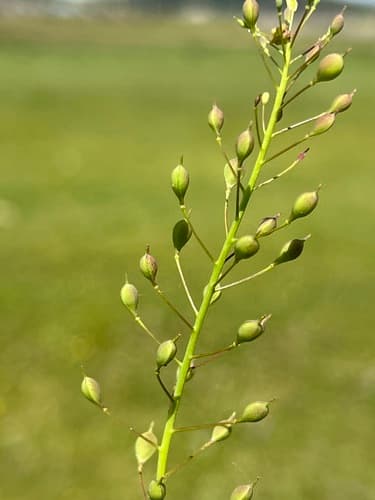 Littlepod False Flax Bonsai