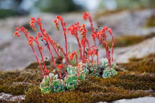 Hen-and-chickens Echeveria