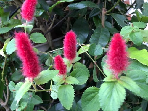 Dwarf Chenille Plant
