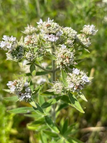 Whorled Mountain Mint (Hypothetical Bonsai)