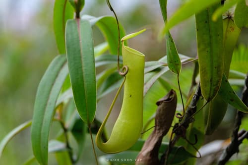 Slender Pitcher-Plant
