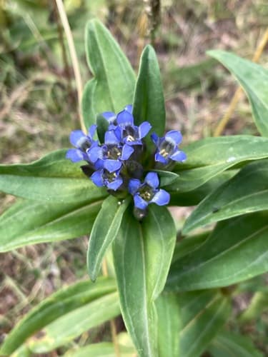 Cross Gentian Bonsai (Conceptual)