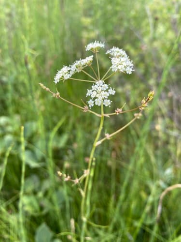 Bulblet-bearing Water Hemlock