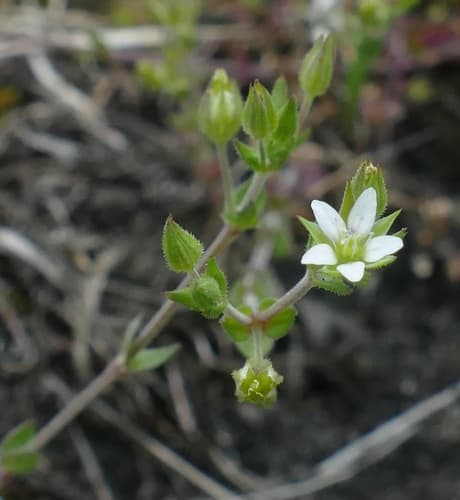 Thyme-leaved Sandwort