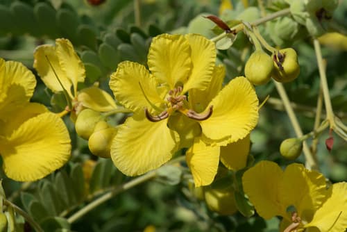 Matura Tea Tree Bonsai