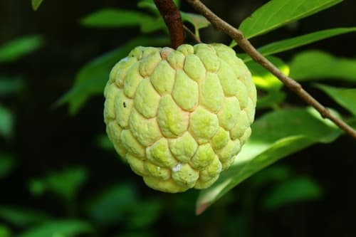 Sweetsop