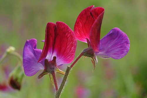 Sweet Pea Flower
