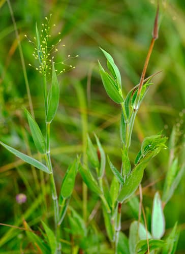 Velvet Panicum Bonsai