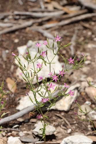 Lady Bird's Centaury