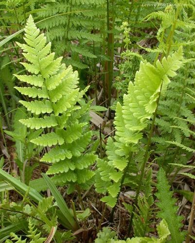 Crested Wood Fern