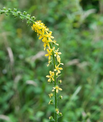 Fragrant Agrimony Bonsai