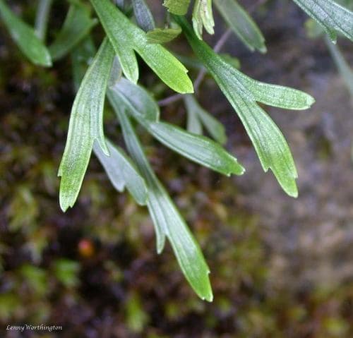 Northern Spleenwort Bonsai